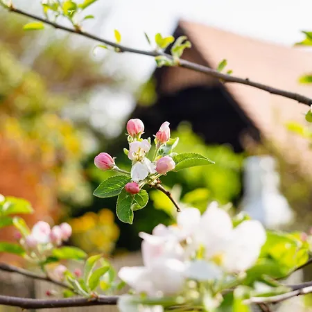 Schilcherlandleben -